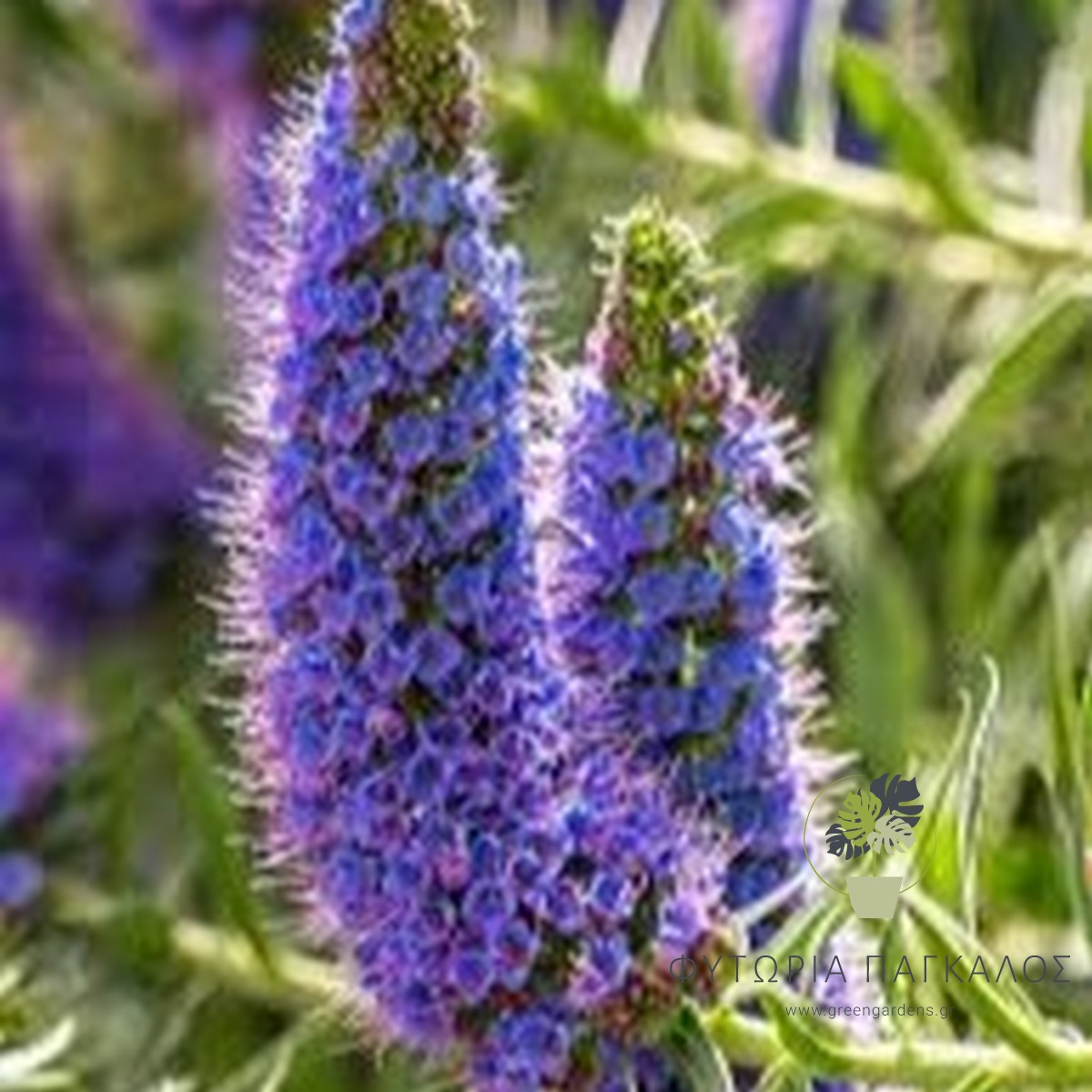 🌸 ΕΧΙΟΥΜ – Echium candicans - 5 lt